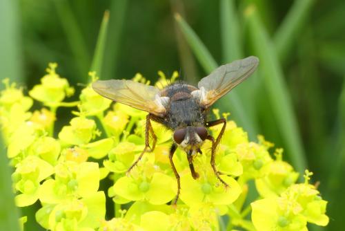 Tachina fera